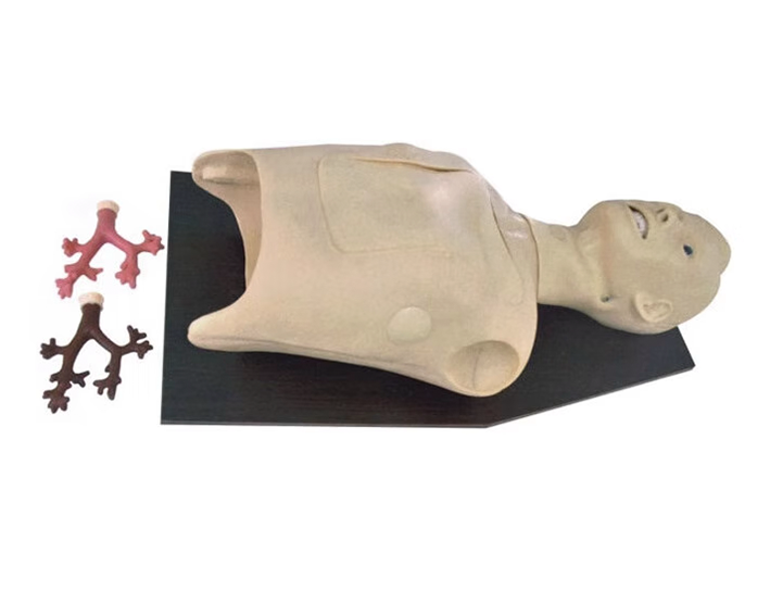 MN018支气管内窥镜训练模型